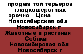 продам той-терьеров гладкошёрстных срочно › Цена ­ 3 500 - Новосибирская обл., Новосибирск г. Животные и растения » Собаки   . Новосибирская обл.,Новосибирск г.